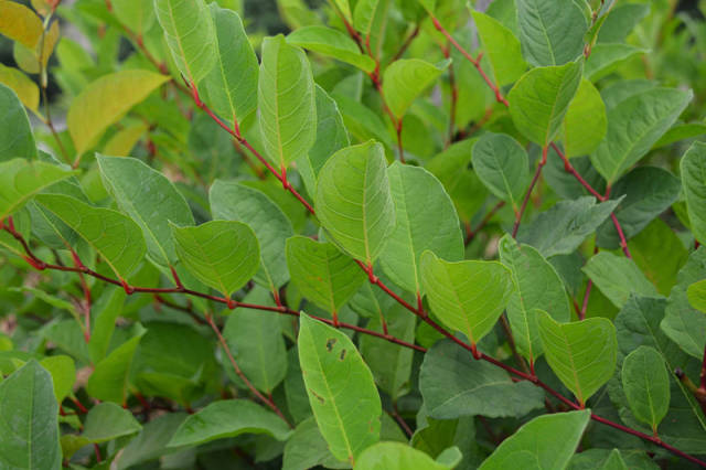 Exploring Resveratrol's Potential for Brain Health & Cognition